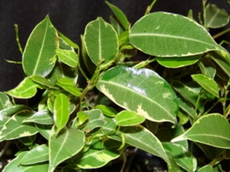 فیکوس بنجامین ابلق